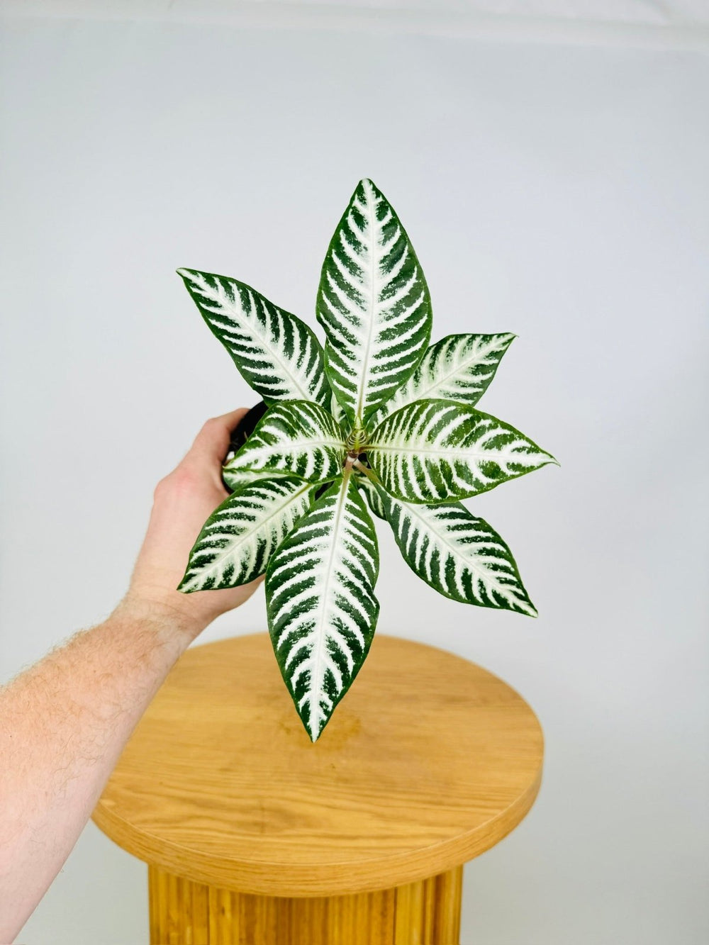 Aphelandra Squarrosa - White Wash | Uprooted