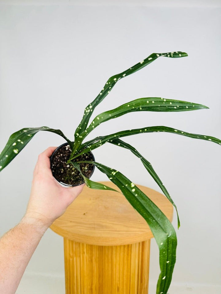 Aspidistra Yingjiangensis - Singapore Sling | Uprooted