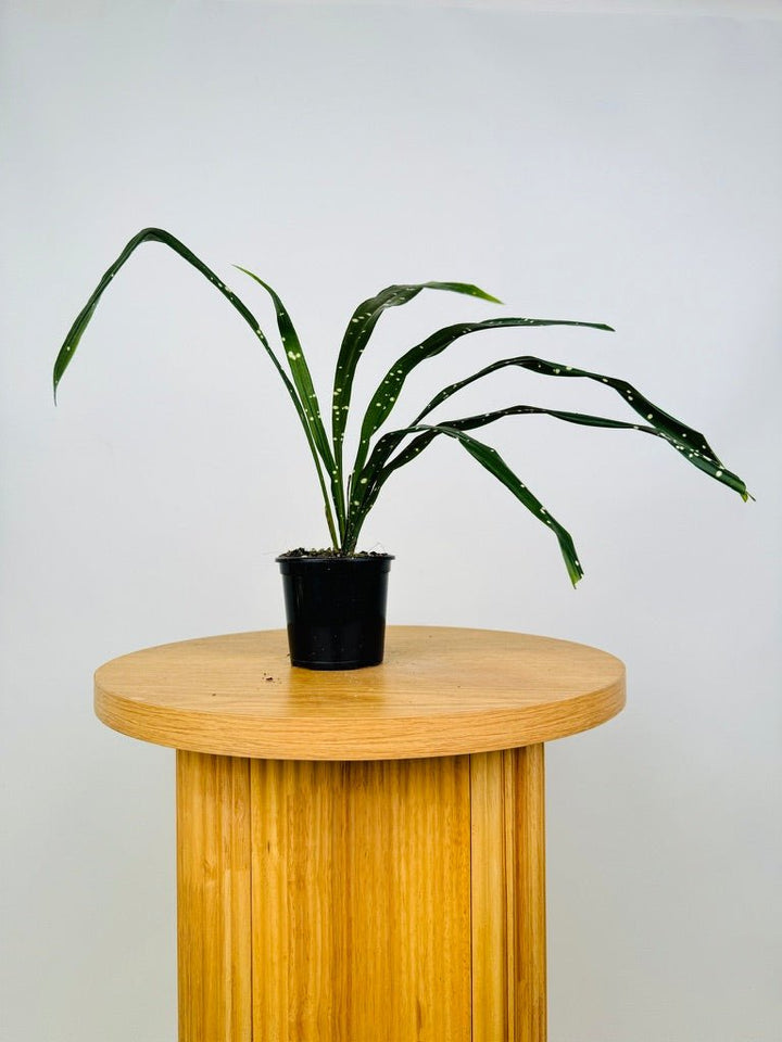 Aspidistra Yingjiangensis - Singapore Sling | Uprooted