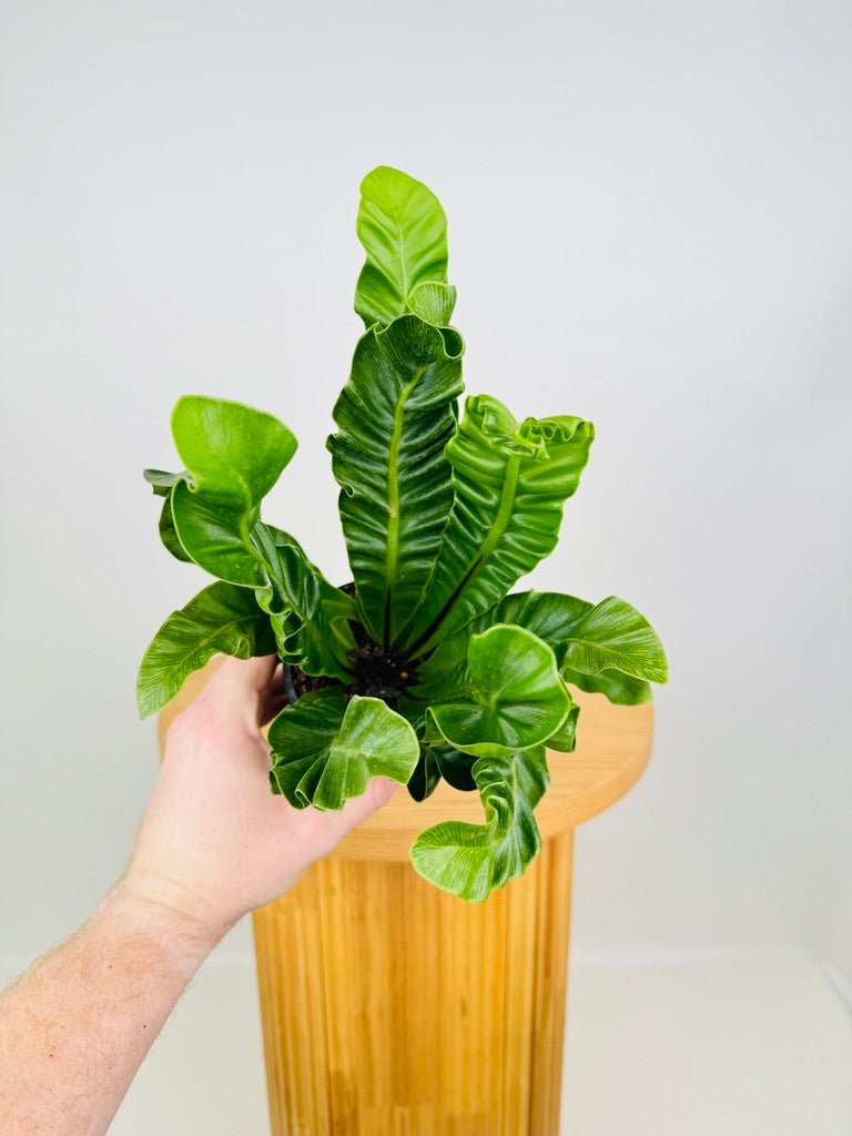 Asplenium Nidus - Cobra Fern | Uprooted