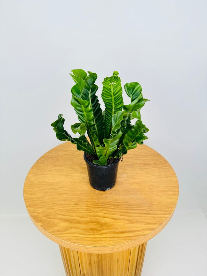 Asplenium Nidus - Cobra Fern | Uprooted