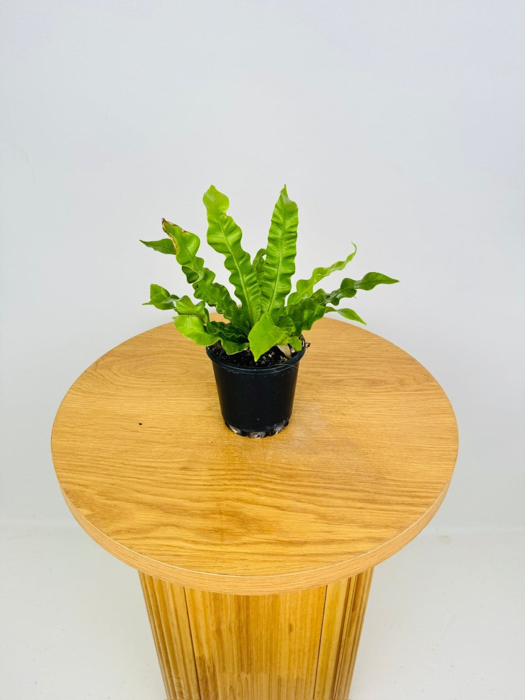 Asplenium Nidus - Crispy Wave Fern | Uprooted