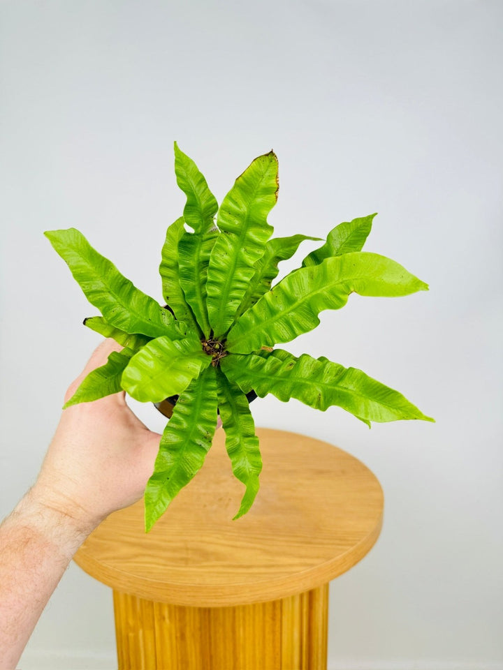 Asplenium Nidus - Crispy Wave Fern | Uprooted