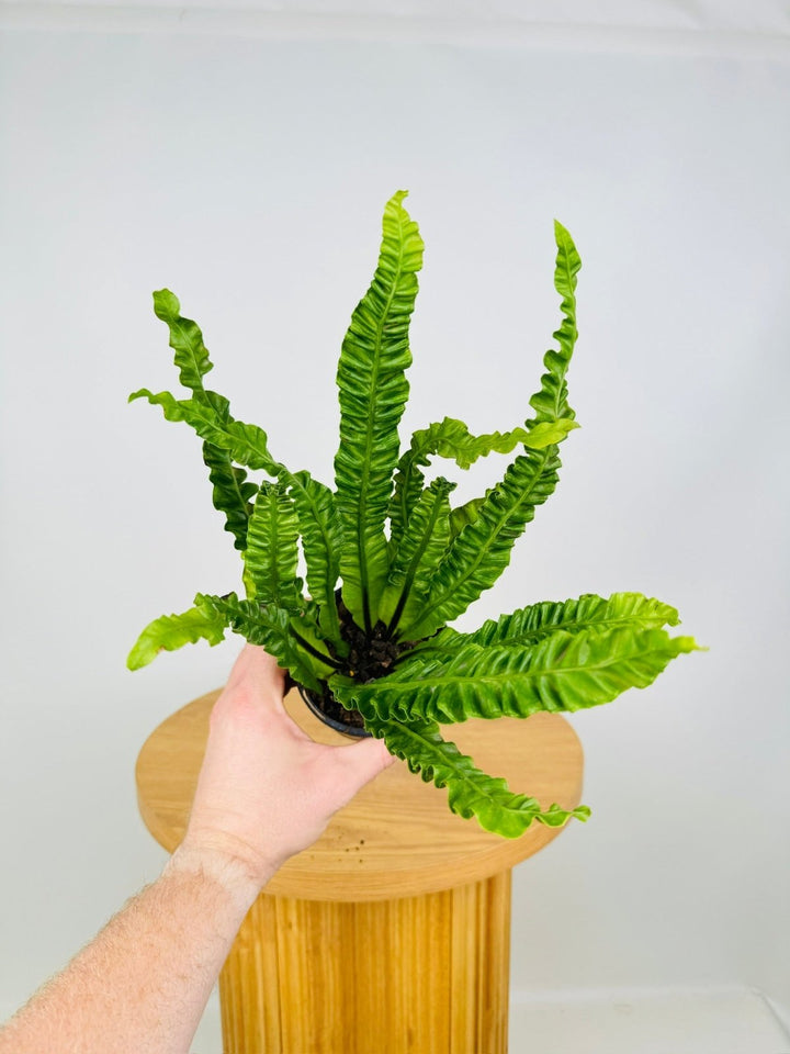 Asplenium Nidus - Lasagna Fern | Uprooted