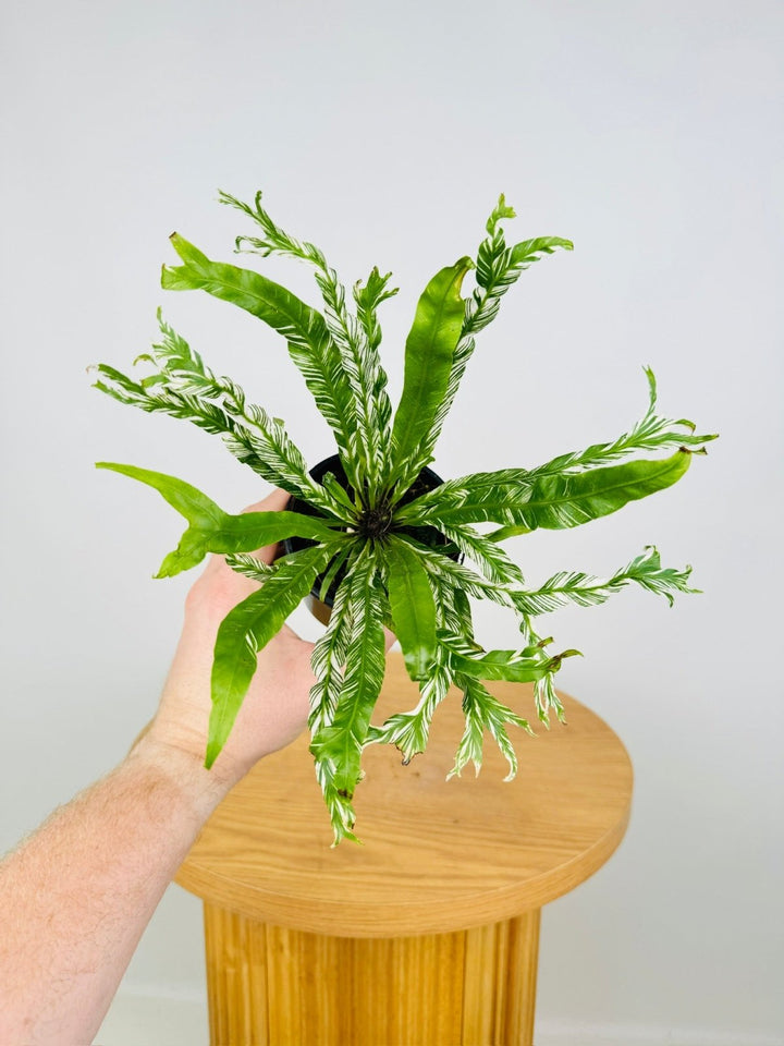 Asplenium Nidus Variegata | Uprooted