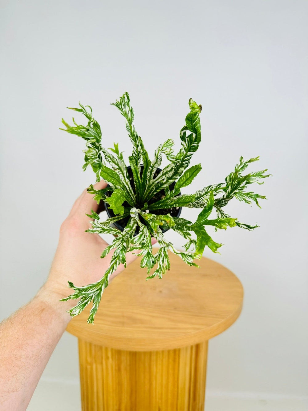 Asplenium Nidus Variegata | Uprooted