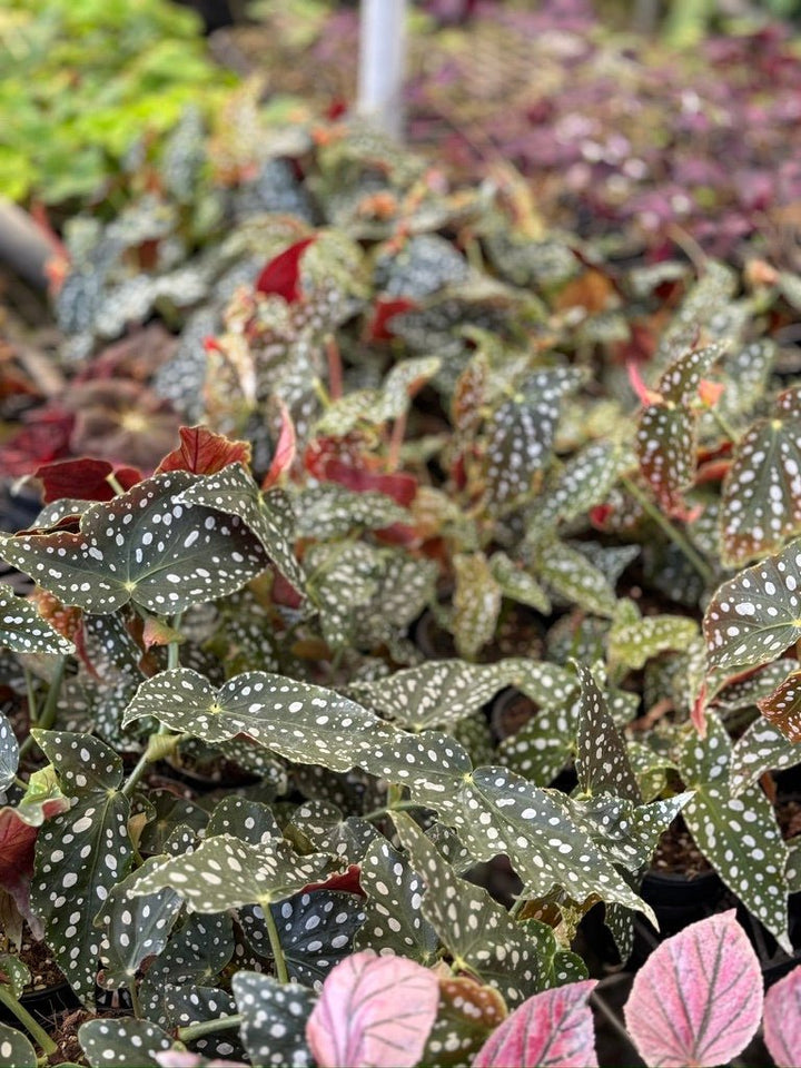 Begonia Maculata Wightii | Uprooted