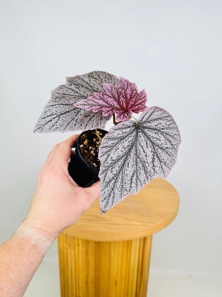 Begonia Pink Minx | Uprooted