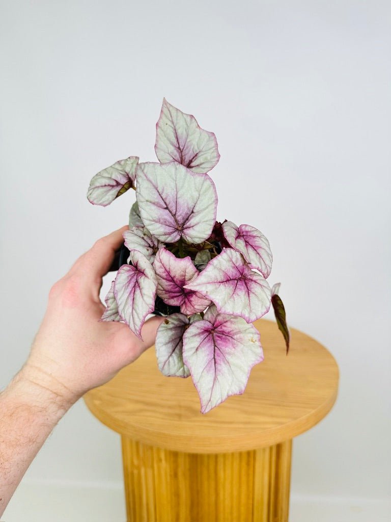 Begonia Rex - Beleaf Inca Flame | Uprooted