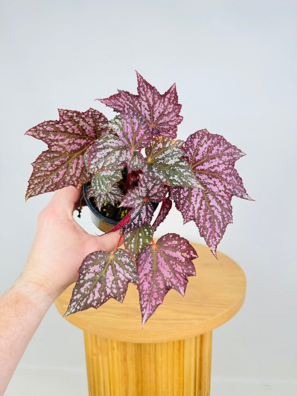 Begonia Rex - Bewitched Silver | Uprooted