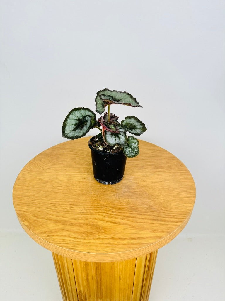 Begonia Rex - Escargot | Uprooted