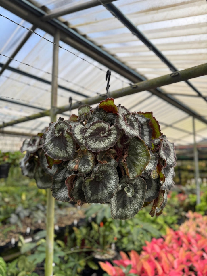 Begonia Rex - Escargot | Uprooted