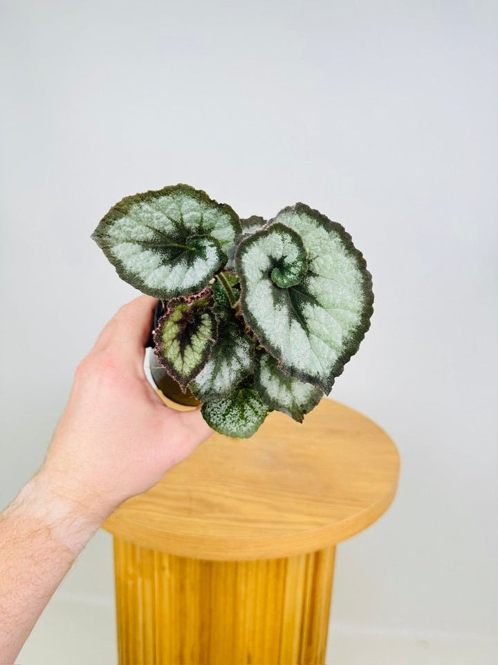 Begonia Rex - Escargot | Uprooted