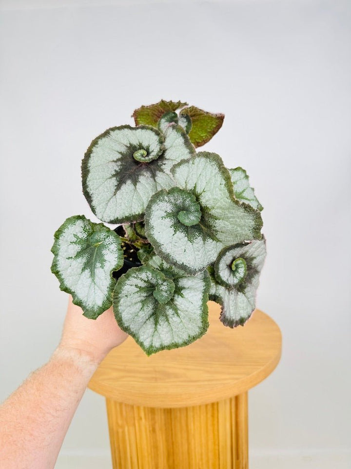 Begonia Rex - Escargot | Uprooted