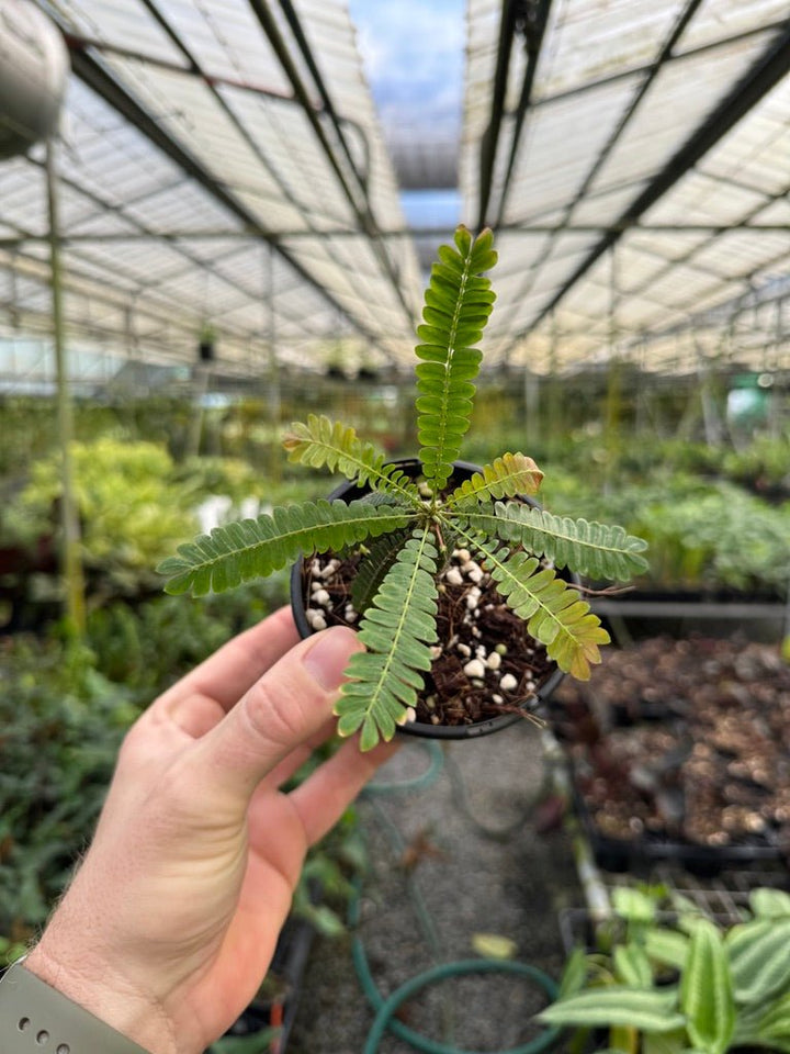 Biophytum Sensitivum - The Little Tree Plant 🌴 | Uprooted