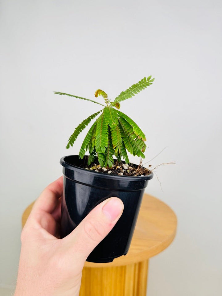 Biophytum Sensitivum - The Little Tree Plant 🌴 | Uprooted