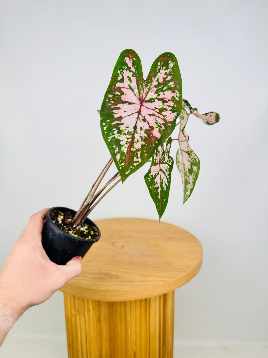 Caladium Bicolor - Apple Blossom | Uprooted