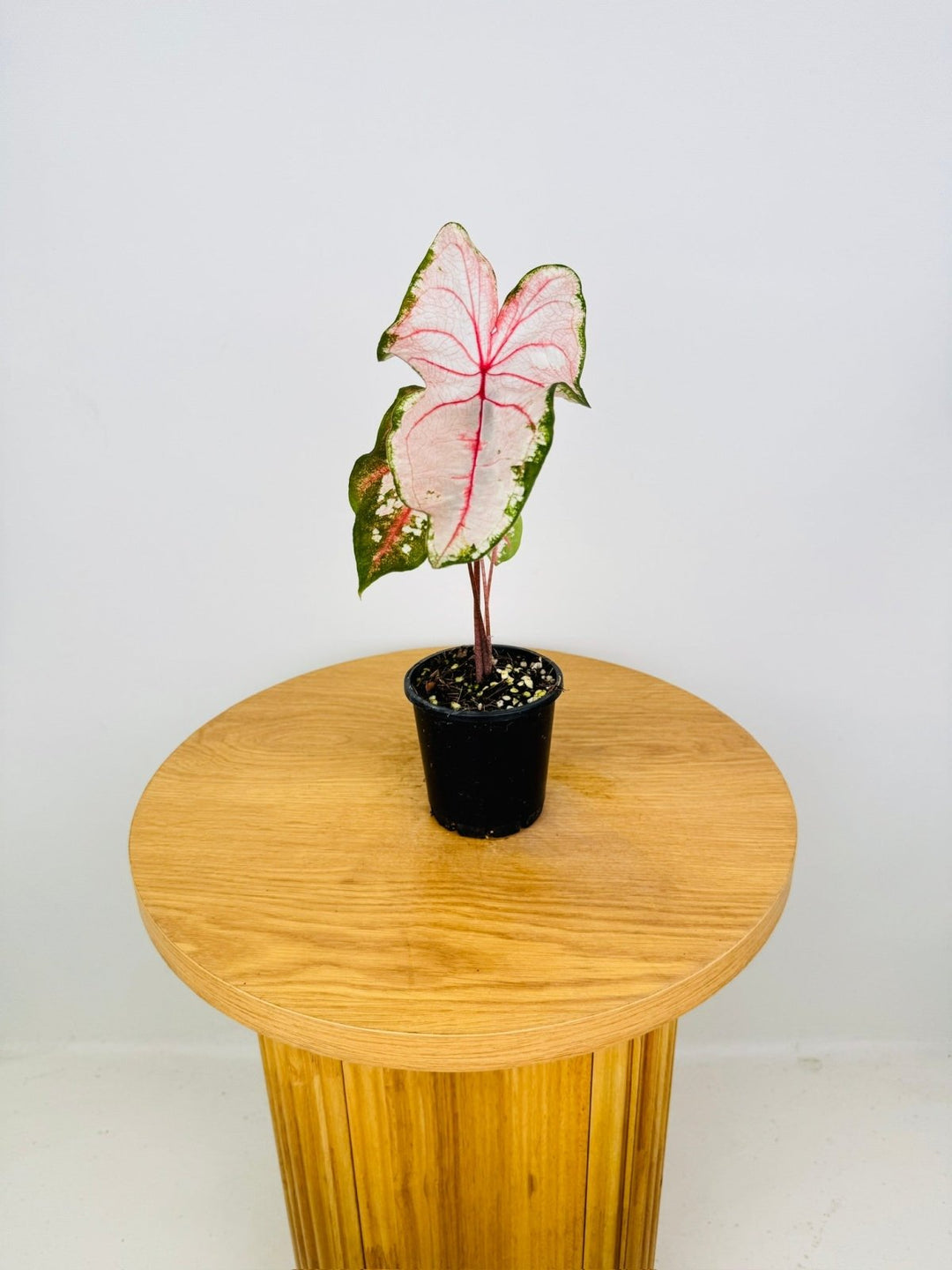 Caladium Bicolor - Apple Blossom | Uprooted