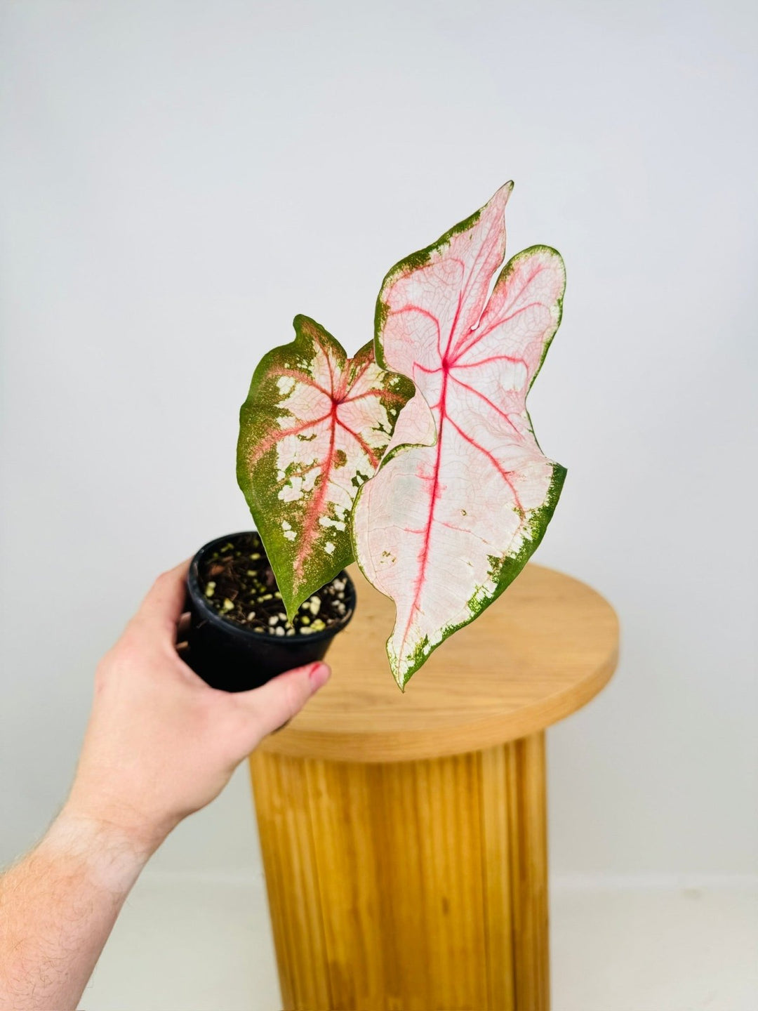 Caladium Bicolor - Apple Blossom | Uprooted