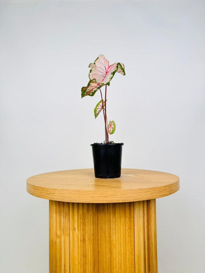 Caladium Bicolor - Apple Blossom | Uprooted