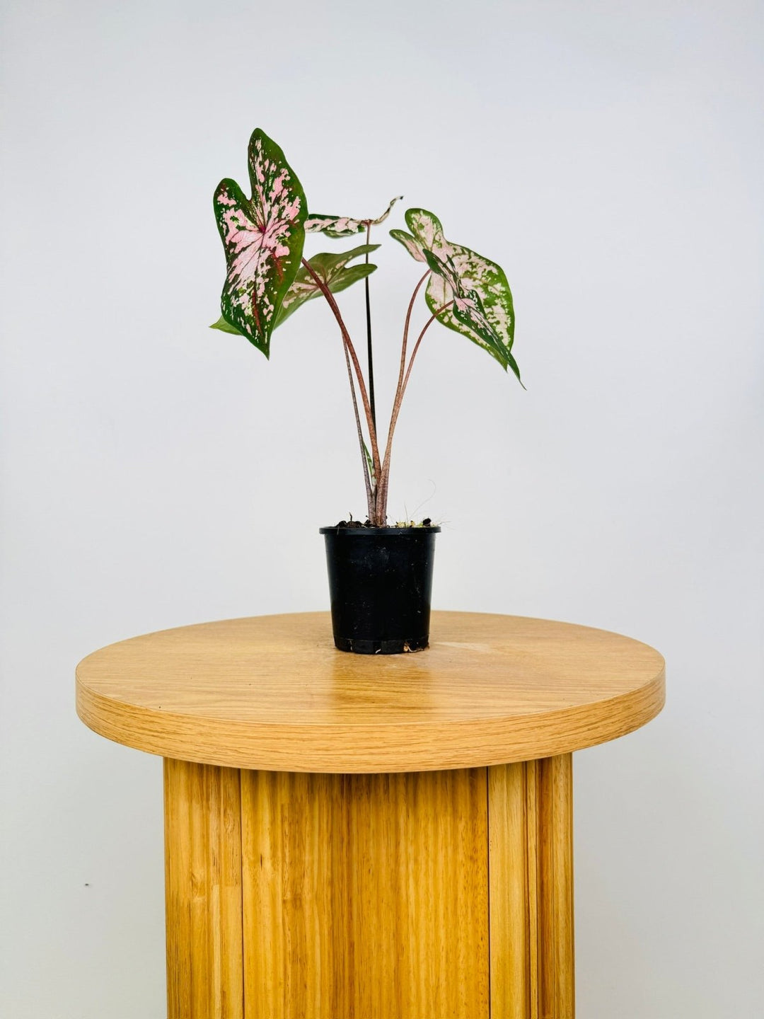 Caladium Bicolor - Apple Blossom | Uprooted