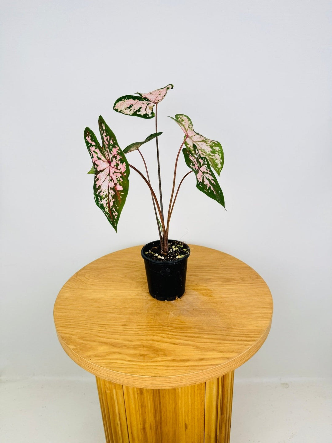 Caladium Bicolor - Apple Blossom | Uprooted