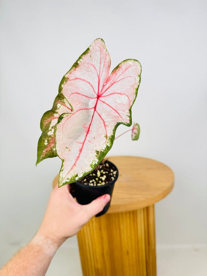 Caladium Bicolor - Apple Blossom | Uprooted