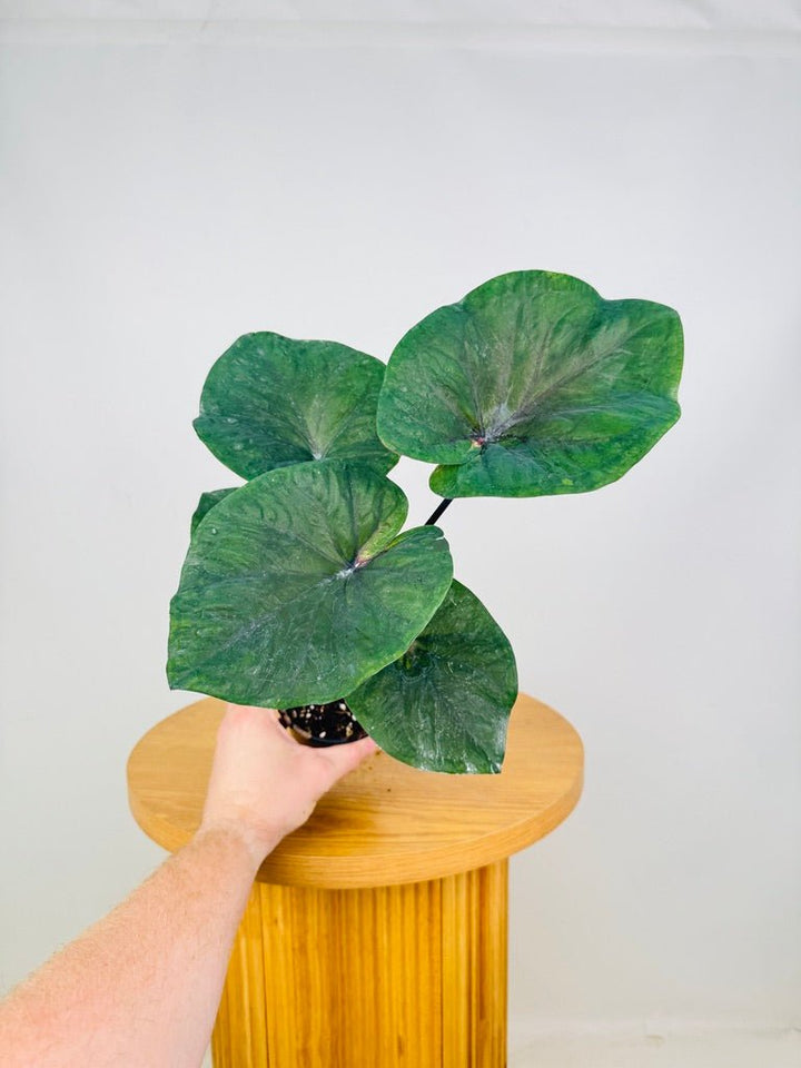 Caladium Bicolor - Black Knight | Uprooted