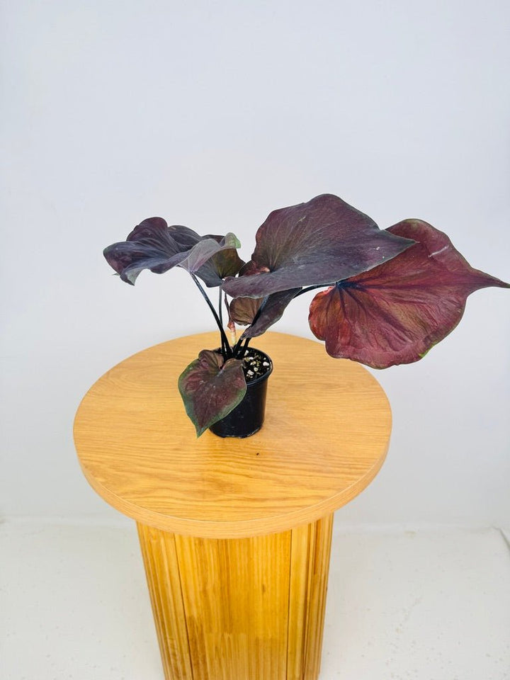 Caladium Bicolor - Black Knight | Uprooted