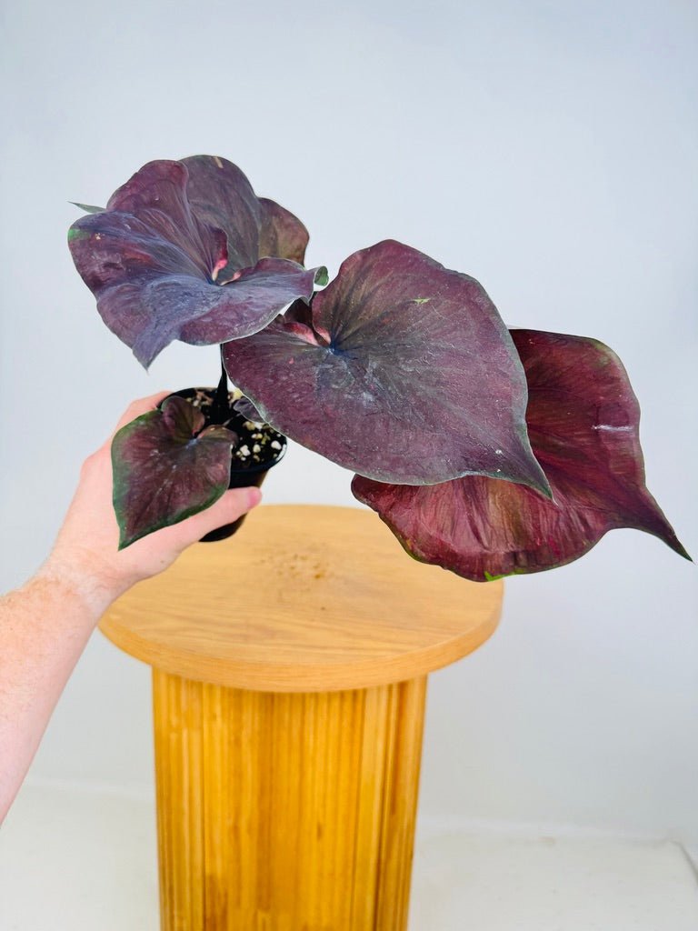 Caladium Bicolor - Black Knight | Uprooted