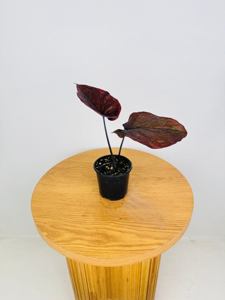 Caladium Bicolor - Burgundy Nights | Uprooted