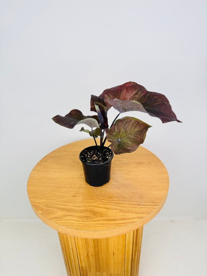 Caladium Bicolor - Burgundy Nights | Uprooted