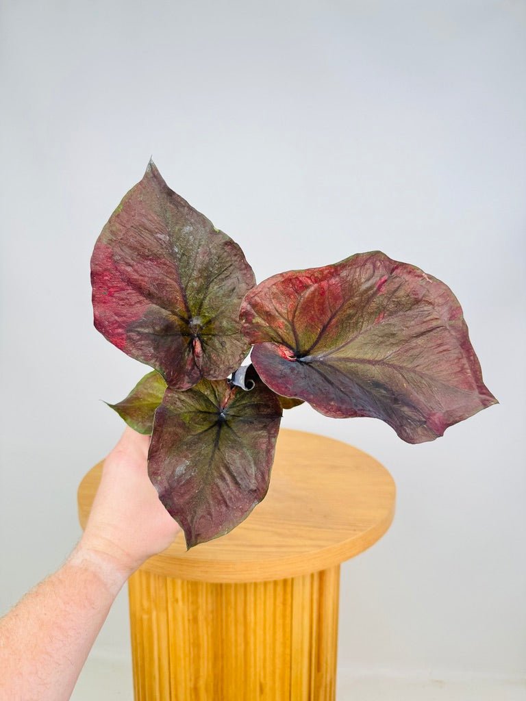 Caladium Bicolor - Burgundy Nights | Uprooted