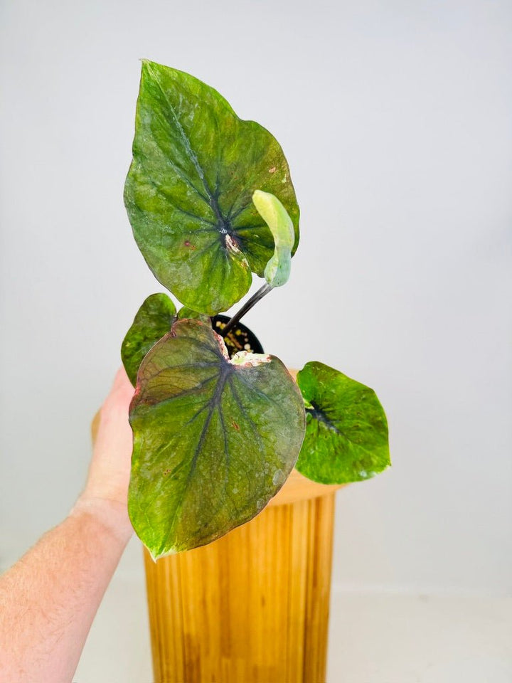 Caladium Bicolor - Burgundy Nights | Uprooted