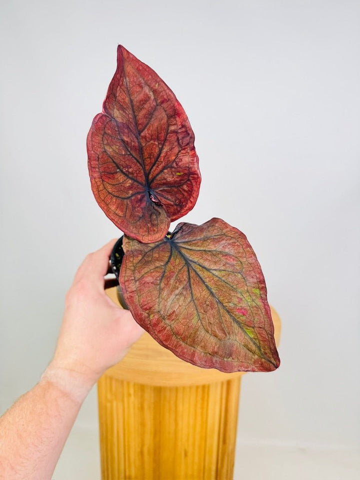 Caladium Bicolor - Burgundy Nights | Uprooted