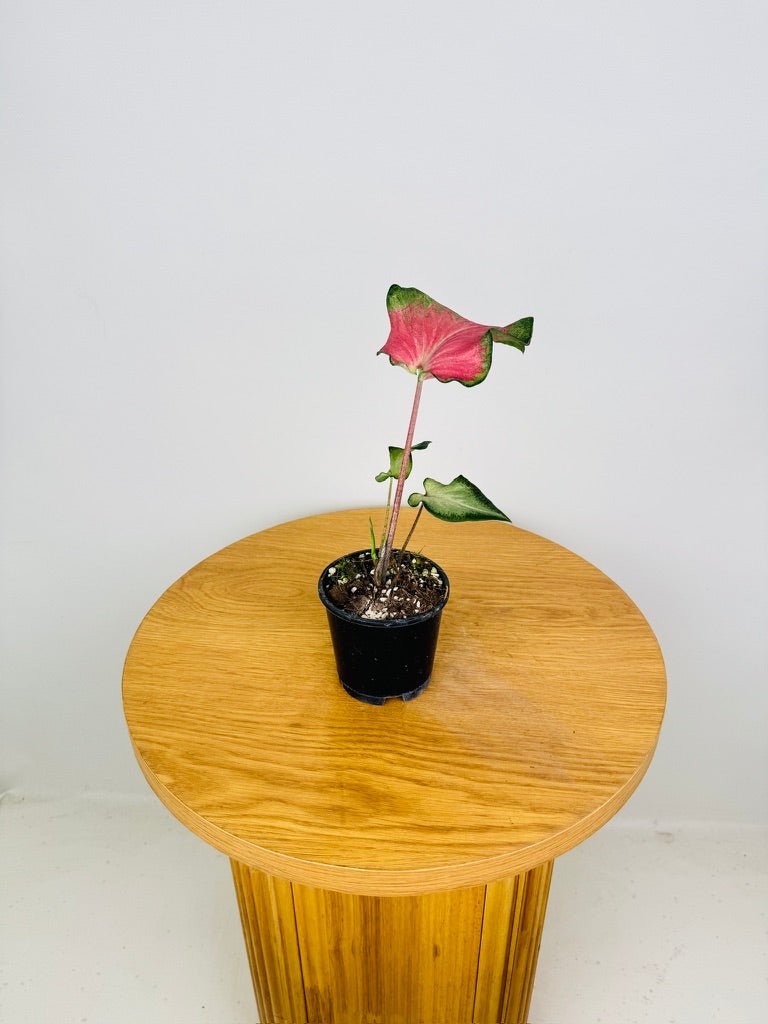 Caladium Bicolor - Candy Apple | Uprooted