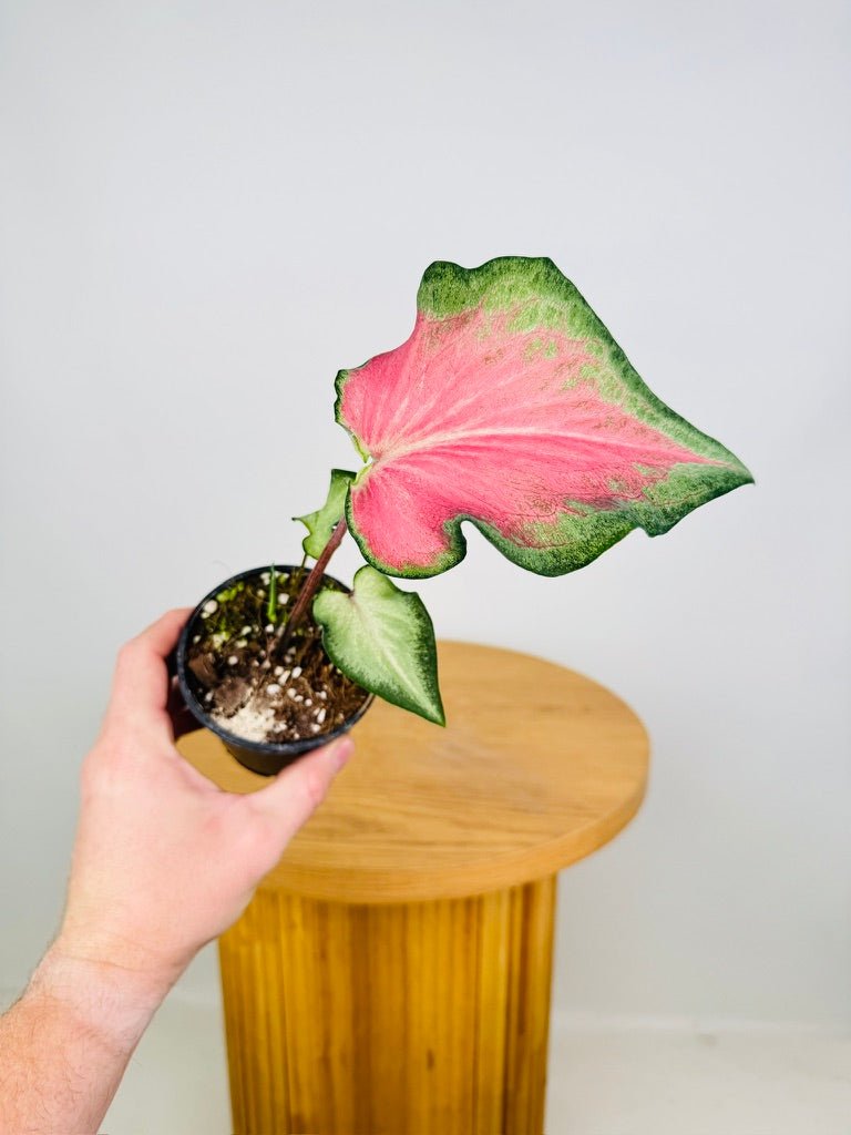 Caladium Bicolor - Candy Apple | Uprooted