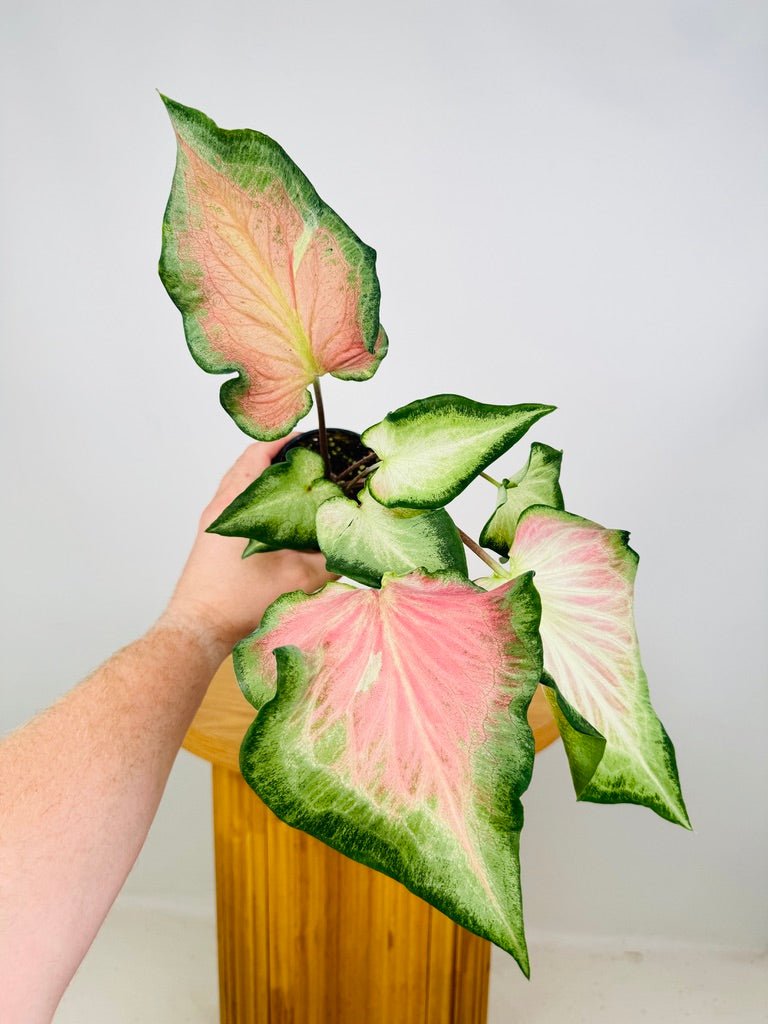 Caladium Bicolor - Candy Apple | Uprooted