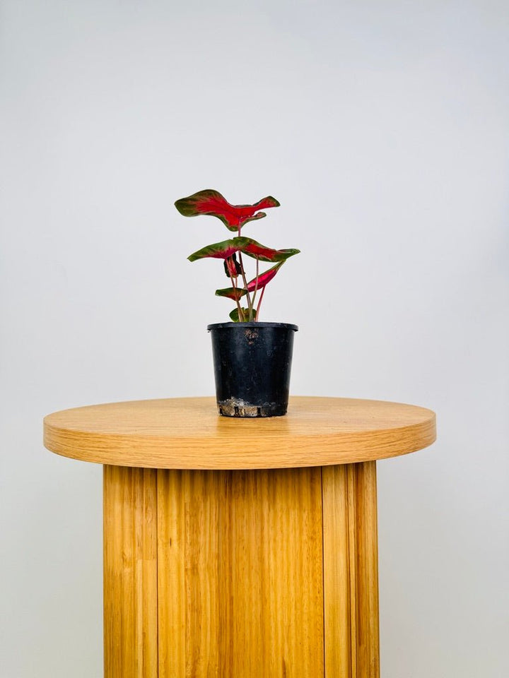 Caladium Bicolor - Cherry Balls | Uprooted