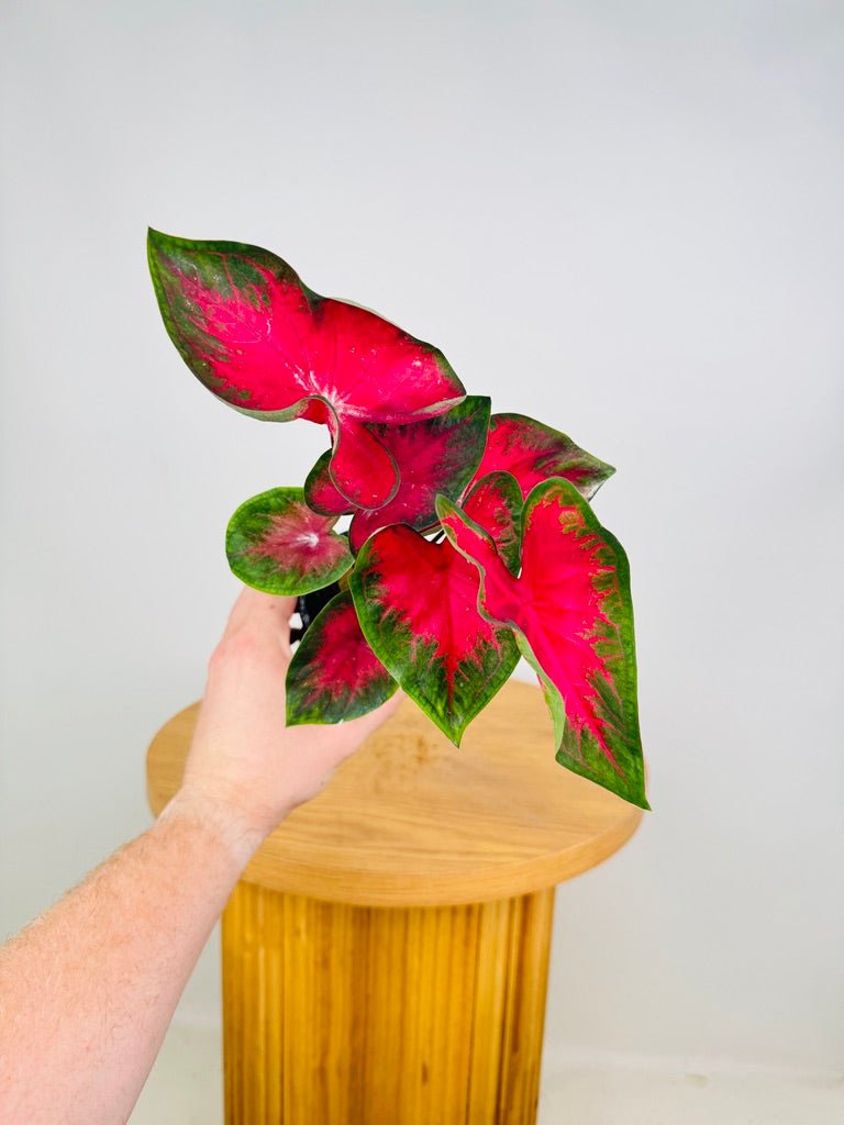 Caladium Bicolor - Cherry Balls | Uprooted