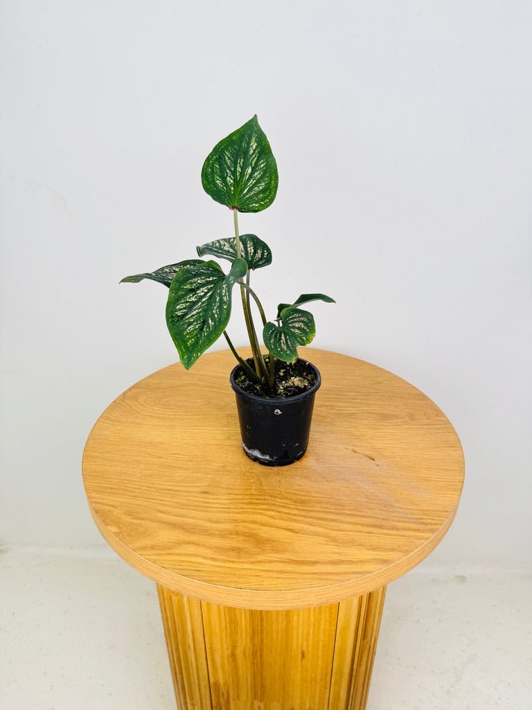 Caladium Bicolor - Debutante | Uprooted