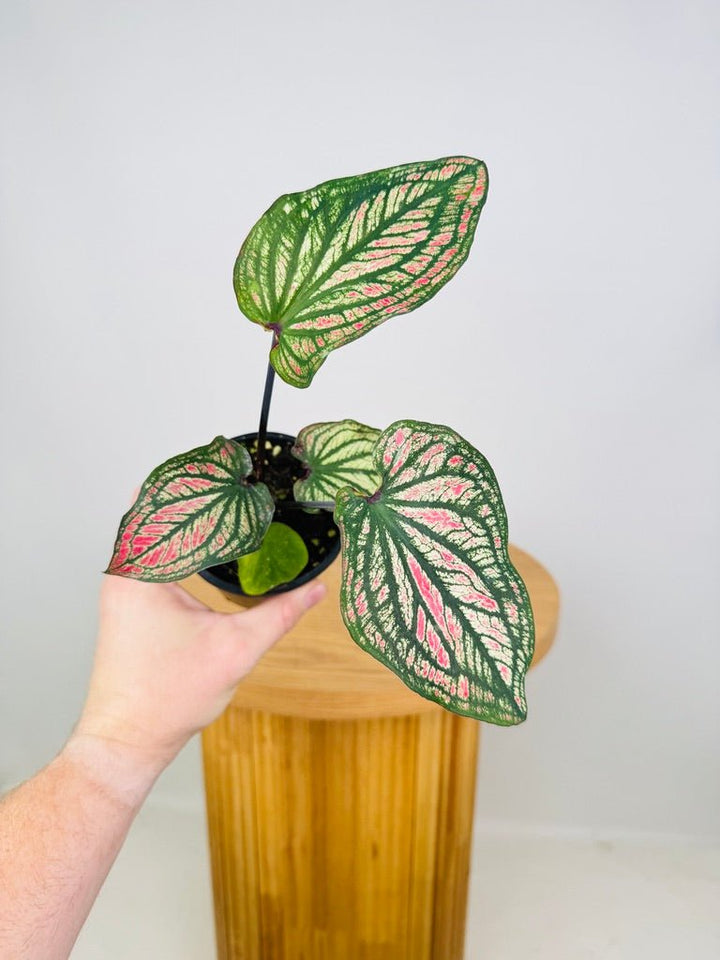 Caladium Bicolor - Debutante | Uprooted