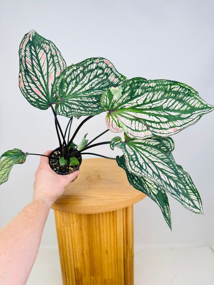 Caladium Bicolor - Debutante | Uprooted