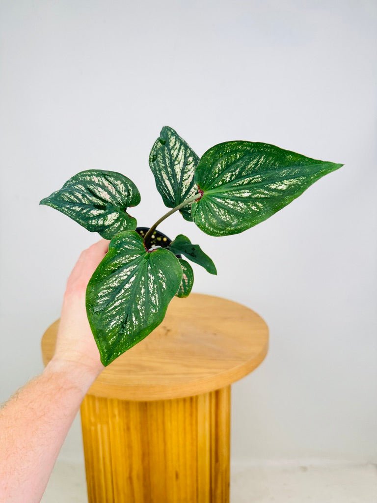 Caladium Bicolor - Debutante | Uprooted