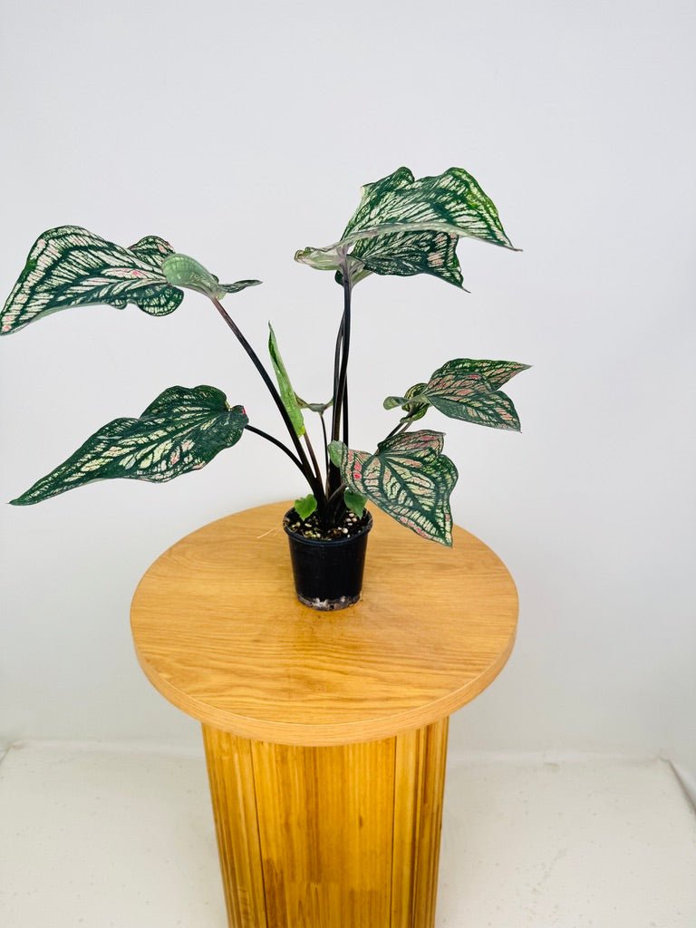 Caladium Bicolor - Debutante | Uprooted