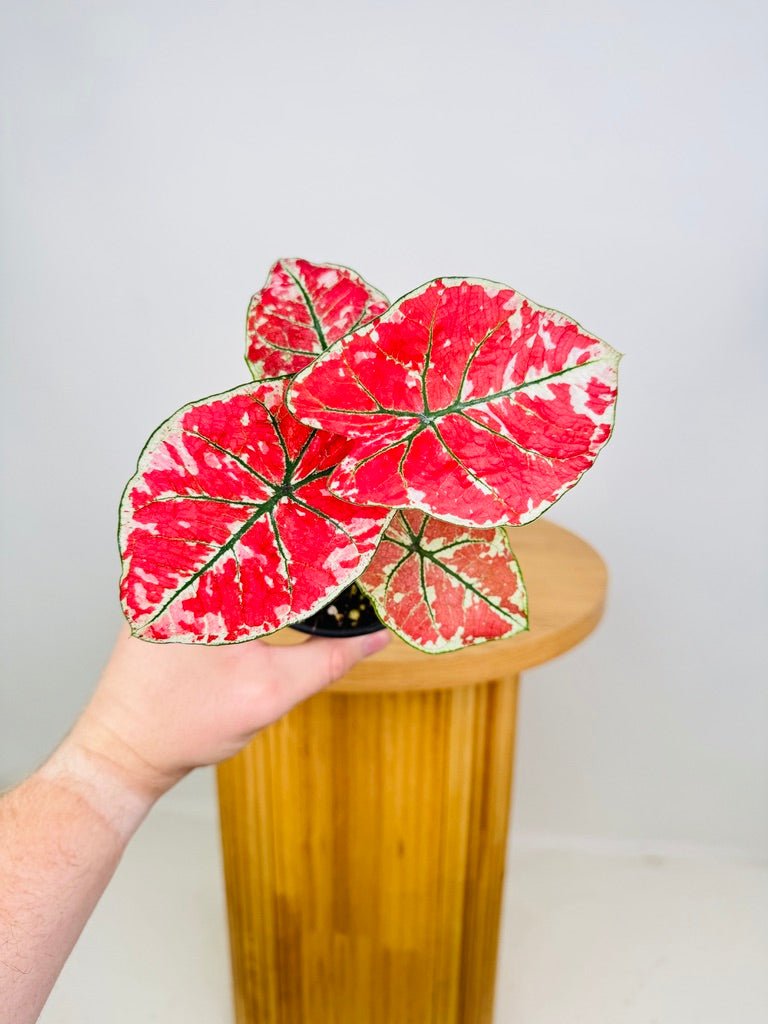 Caladium Bicolor - Fire Phoenix | Uprooted