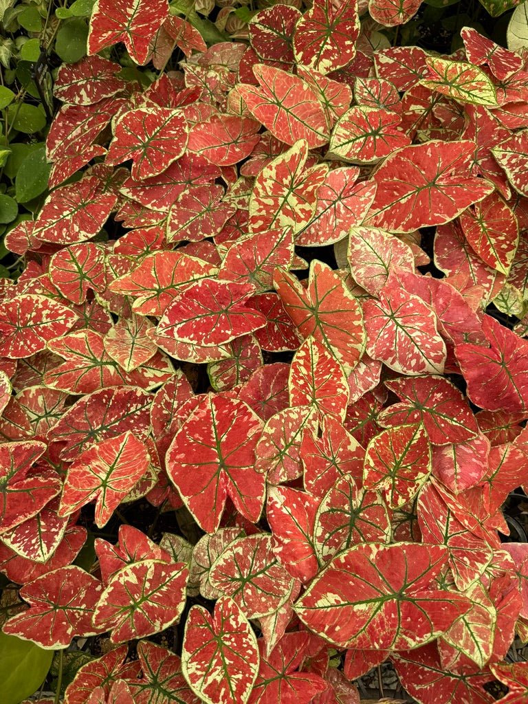 Caladium Bicolor - Fire Phoenix | Uprooted