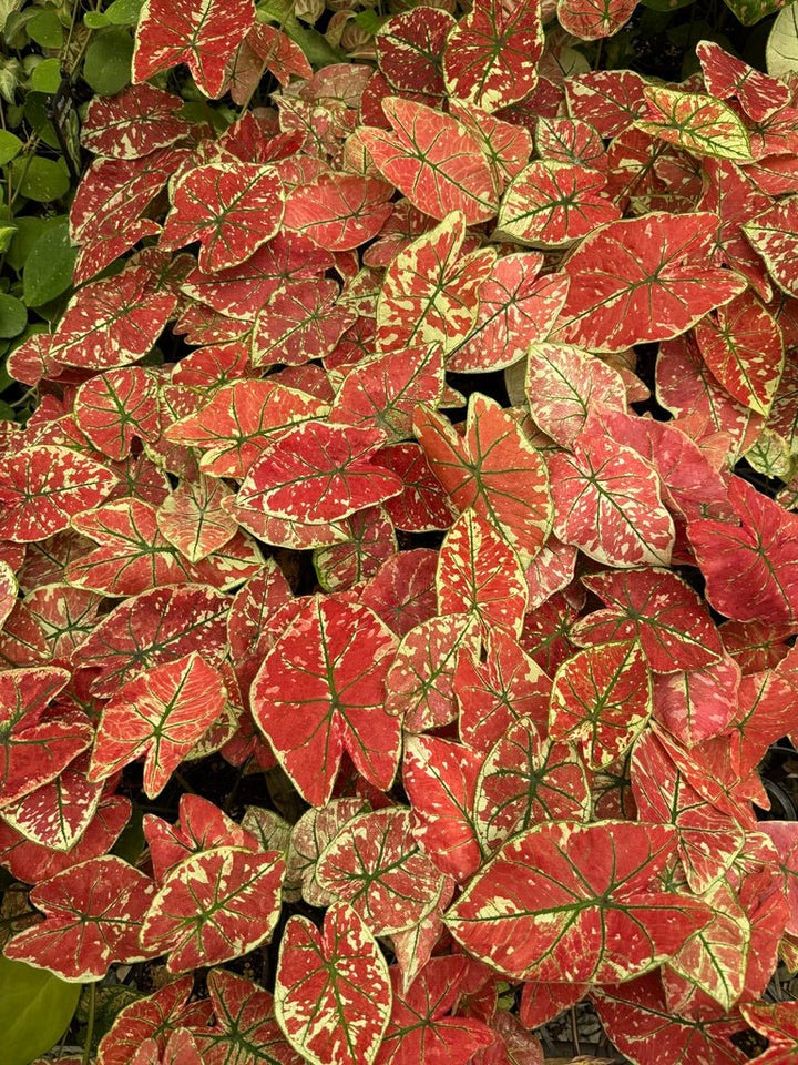 Caladium Bicolor - Fire Phoenix | Uprooted