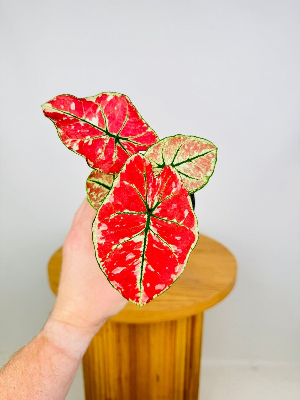 Caladium Bicolor - Fire Phoenix | Uprooted