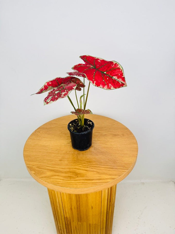 Caladium Bicolor - Fire Phoenix | Uprooted